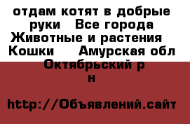 отдам котят в добрые руки - Все города Животные и растения » Кошки   . Амурская обл.,Октябрьский р-н